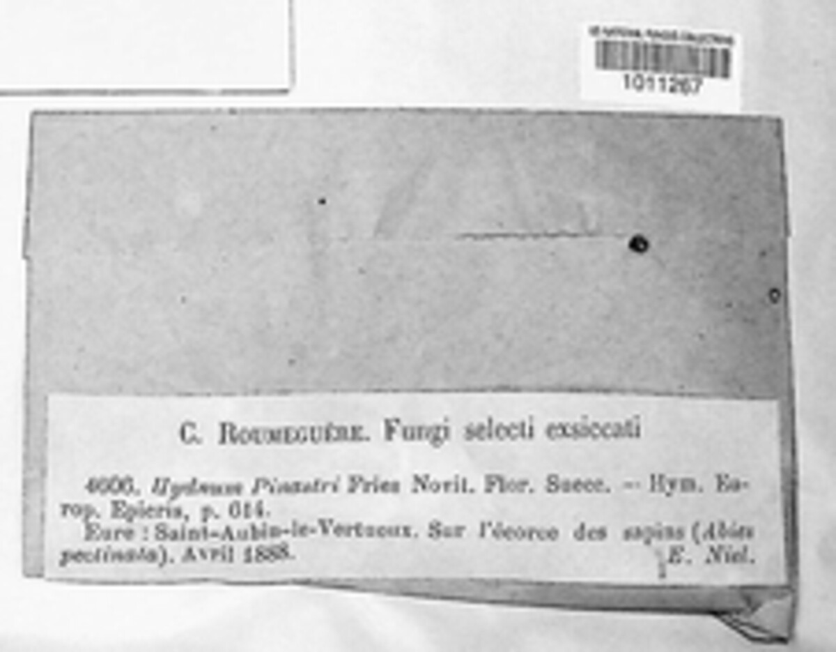 Hydnomerulius pinastri image